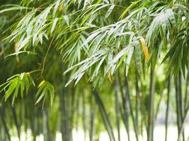 bamboo tree in garden nature background photo