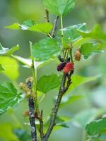 Mulberry fruit blooming on tree in garden on blurred of nature background photo