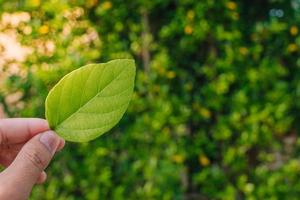 Closeup nature view of Tree top green leaf in garden at summer under sunlight. Natural green plants landscape using as a background or wallpaper. photo