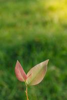 Closeup nature view of Tree top green leaf in garden at summer under sunlight. Natural green plants landscape using as a background or wallpaper. photo