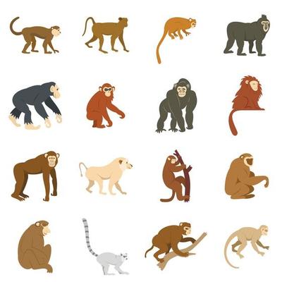 Monkey types icons set in flat style