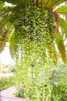 Bird's nest fern and hanging plants in the garden for home decoration in Thailand photo