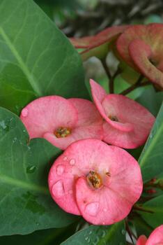 Poi Sian flowers and morning drops in the garden photo