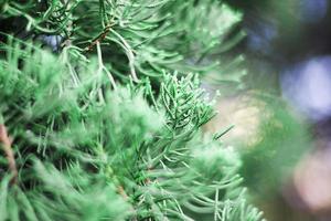 Selective of green pine cones with bokeh leaves. photo