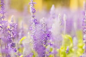 Colorful lavender flowers in the garden photo