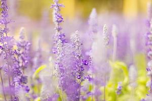 coloridas flores de lavanda en el jardín foto