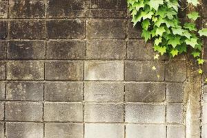 Old stone wall with green leaf as background. photo