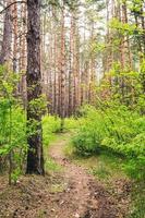 Hiking trail through a pine forest in summer day. photo