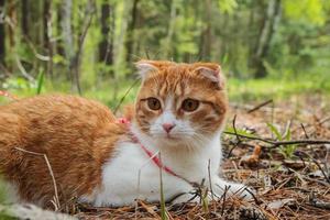 Red fold cat in the forest.