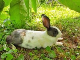 A white-gray rabbit eating foot on the grass field. a white gray fluffy eared rabbit sits on a green meadow and eats young green grass close up, in the evening, with bright warm sunlight. photo