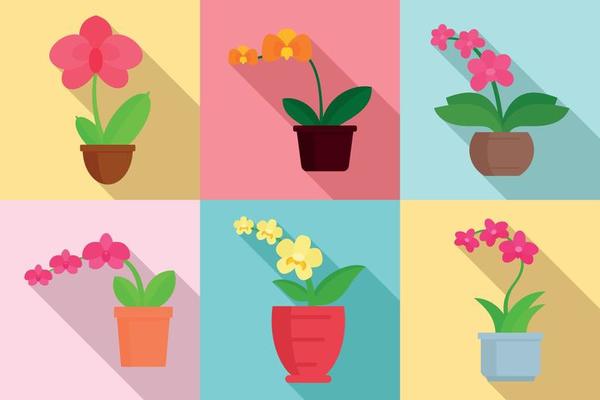 Orchid icons set, flat style