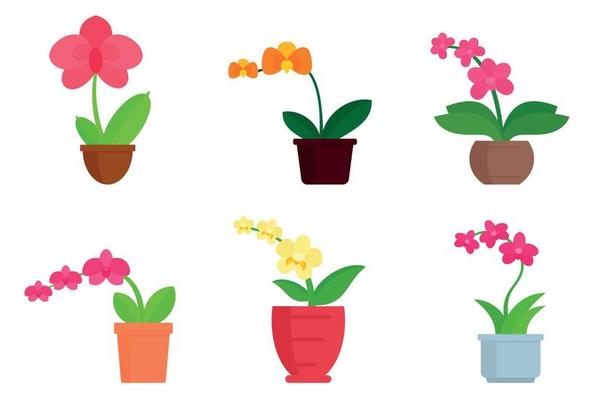 Orchid icons set, flat style
