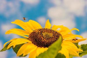 girasoles floreciendo en un hermoso campo de girasoles en medio del valle. foto