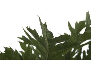 Raw papaya leaves, white background, gray sky on a day when the back is overcast from rain. No sun, overcast, shady, allowing to see the leaves and the natural beautiful patterns. photo