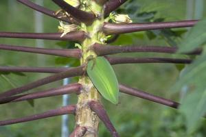 Papaya trees and petioles are naturally purple on days when the sky is overcast from rain. No sun, overcast, shady, allowing to see the leaves and the natural beautiful patterns. photo