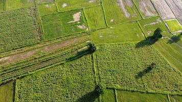 campo de arroz verde en terrazas en chiangrai, tailandia foto