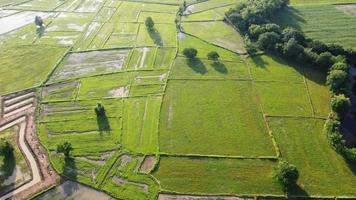 Aerial view of green rice fields photo