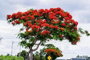 Flame tree with bright red flowers and seed pods photo