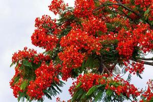 Flame tree with bright red flowers and seed pods photo