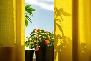 Growing houseplants in pots. Window with yellow curtains and flowers in sun. photo