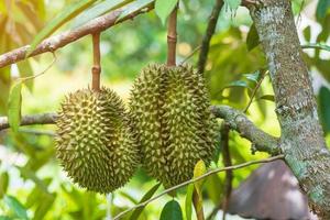 durian fresco colgando de un árbol en el fondo del jardín, rey de la fruta de tailandia. famoso concepto de comida del sureste y frutas tropicales exóticas asiáticas foto