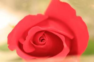 Beautiful red rose flower photo