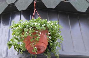 flores de colores en una maceta para decorar calles, casas, cafés foto