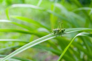 Green grasshopper insect on a long leaf. photo