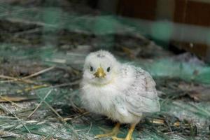 A small chicken looks into the camera lens behind the net. photo