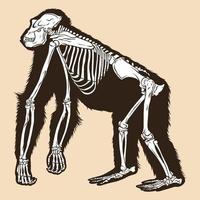 esqueleto, orangután, vector, ilustración vector