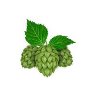 isolated hop illustration with leaves vector