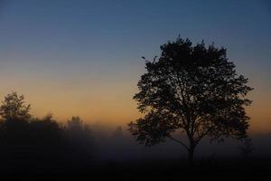 un paisaje otoñal pintoresco, un árbol solitario contra el fondo de un amanecer brumoso, en la orilla del río. foto