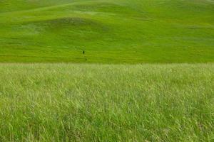 una vista pintoresca de las verdes colinas esteparias, pastos que se extienden en la distancia. foto