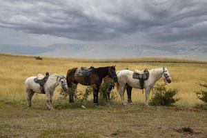 A group of saddled horses in brown and white stand against the backdrop of a mountainous landscape. photo