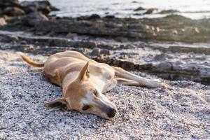 lindo perro marrón tomando el sol en la playa en verano durante el crepúsculo. perro perezoso relajándose y durmiendo en la playa de arena esperando al dueño o buscando algo por mar. concepto de vacaciones foto