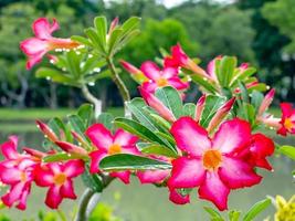 hermosas flores con gotas de rocío foto