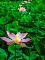 hermosas flores de loto y fondo verde refrescante foto