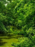 fotos de naturaleza, verdor y frescura.