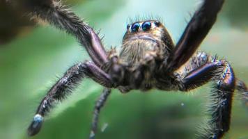 tiro macro de araña negra foto