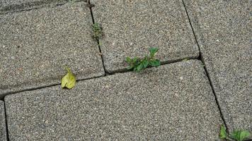 Cement block pathway or paving blocks photo