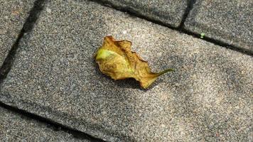 Cement block pathway or paving blocks photo