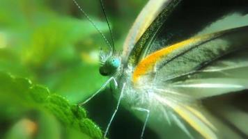 mariposa en hoja verde por la mañana foto