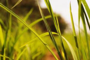 blades of grass in the evening at dusk photo