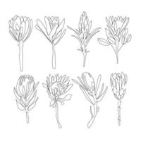 flores de protea establecen dibujo vectorial de arte lineal para el diseño de decoración. arte mínimo, boceto en blanco y negro, flores por línea sobre un fondo blanco vector