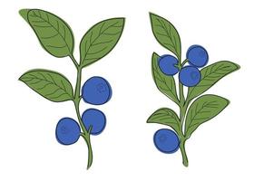 Blueberry branch minimalistic flat and line style.sprig of blueberries with leaves and berries vector