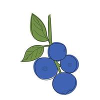 Blueberry branch minimalistic flat and line style.sprig of blueberries with leaves and berries vector