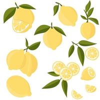 Set with lemons. Citrus cutting into slices, slices, circles. Ripe fresh lemons on a tree branch. vector