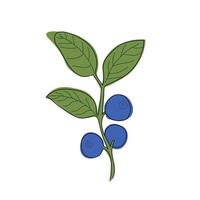 Blueberry branch minimalistic flat and line style.sprig of blueberries with leaves and berries vector