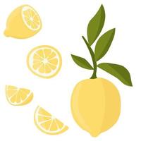 Set with lemons. Citrus cutting into slices, slices, circles. Ripe fresh lemons on a tree branch. vector