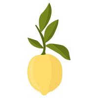 Lemon with leaves minimalism. Sour fresh lemon fruit. vector